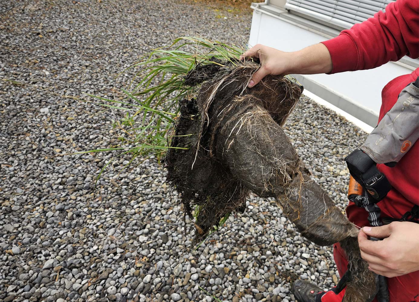 Das Unternehmen Bloehm Dachrinnenreinigung entfernt bei der Dachrinnenreinigung eine große, verwurzelte Grasansammlung aus der Dachentwässerung eines Flachdachs.
